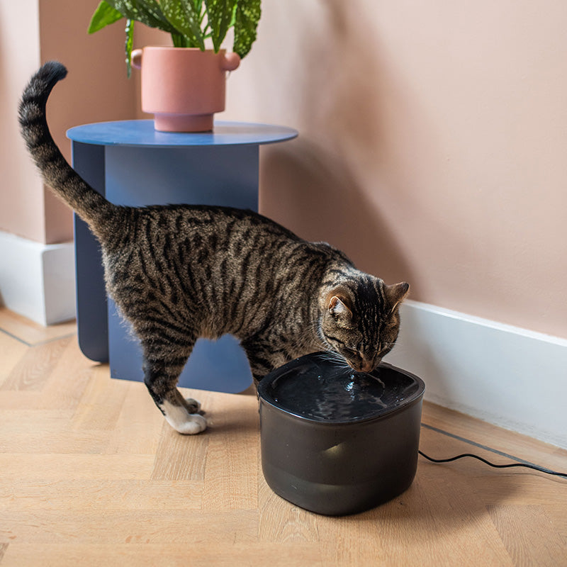 Pettadore Hydrate Lite - Drinkfontein - Zwart