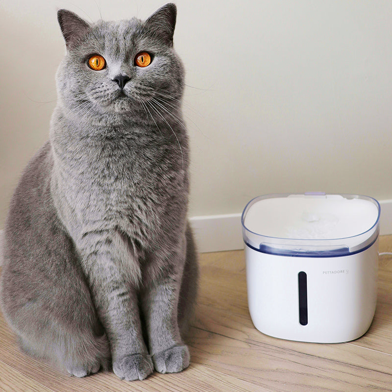 Pettadore Hydrate Compact drinkfontein katten honden app smart waterfontein, kattenfontein