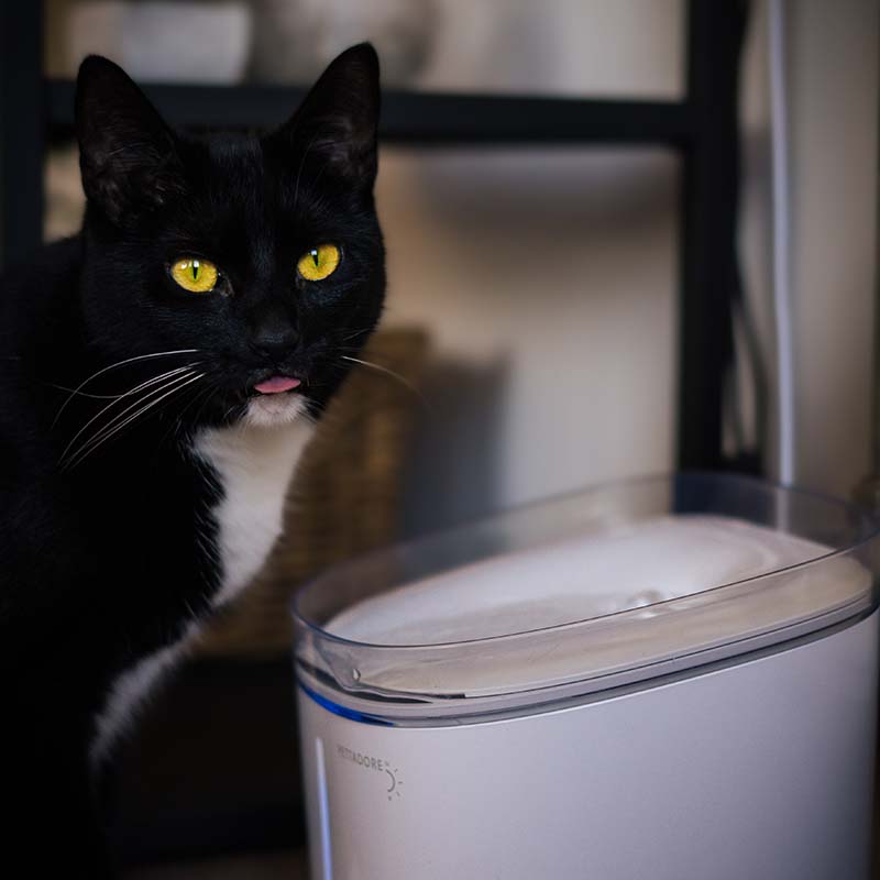 Pettadore Hydrate Ultra - Drinkfontein Katten met App Smart Kattenfontein met UV sterilisator