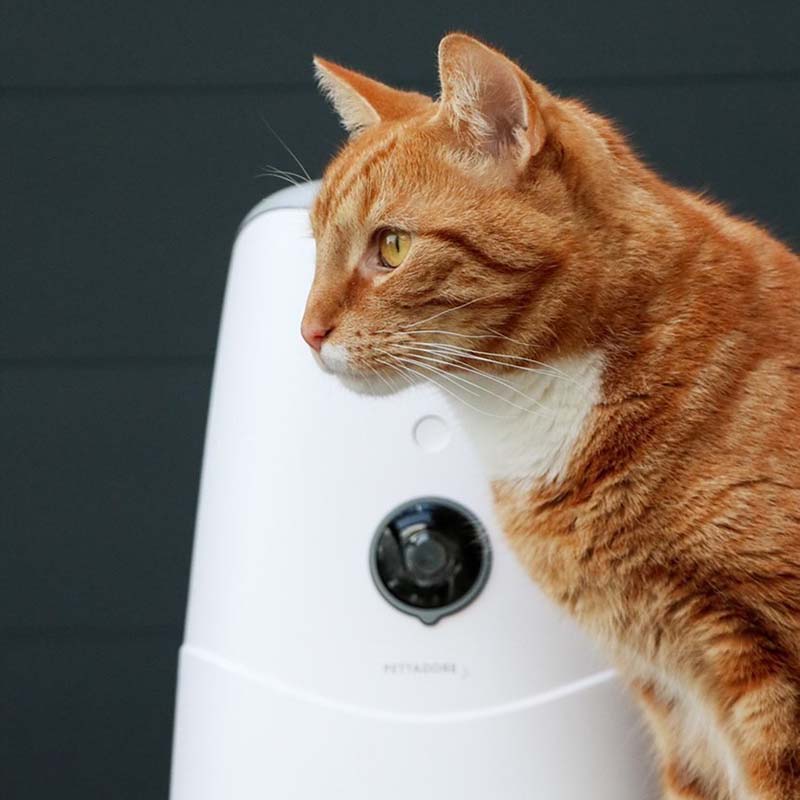 Pettadore Nutri View - Voerbak Automatisch Voerautomaat met App en Camera voor Kat en Hond