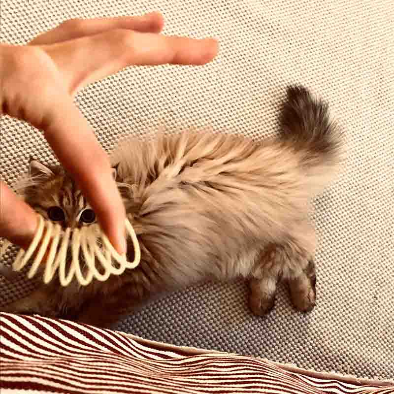 Pettadore Play Springs - Katzenfedern