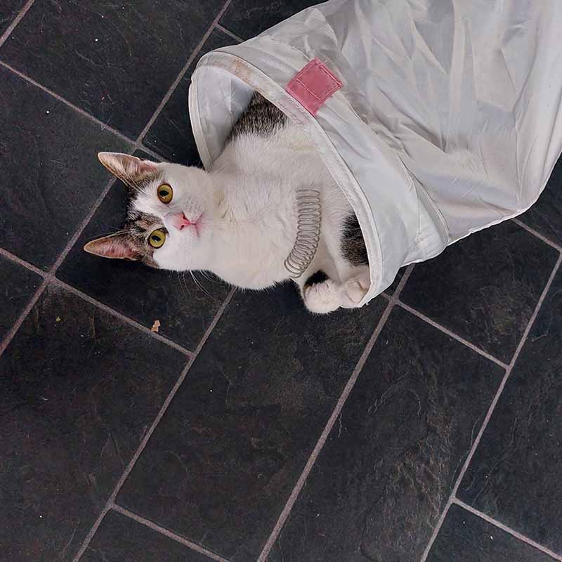 Pettadore Play Springs - Kattenveertjes, kattenspeeltjes, springveertjes katten